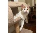 Adopt Billy a Orange or Red (Mostly) Domestic Shorthair (short coat) cat in