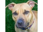 Adopt Elma a Brown/Chocolate American Pit Bull Terrier / Mixed dog in