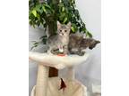Adopt Alley a Domestic Mediumhair / Mixed (short coat) cat in Sylvania