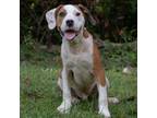 Adopt Linus a White - with Tan, Yellow or Fawn Beagle / Mixed dog in QUINCY
