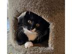 Adopt Sarah a Domestic Shorthair / Mixed (short coat) cat in Alpharetta