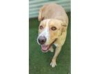 Adopt Frelsi a Labrador Retriever / American Staffordshire Terrier / Mixed dog
