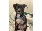 Adopt London a Black American Pit Bull Terrier / Labrador Retriever / Mixed dog