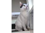 Adopt Savannah a Domestic Shorthair / Mixed (short coat) cat in Ocala