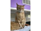 Adopt Mr. G Man Gunther a Domestic Shorthair / Mixed (short coat) cat in Jim