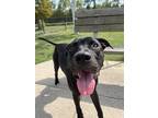 Adopt Wahoo a Black American Pit Bull Terrier / Mixed dog in Baton Rouge