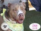 Adopt GIGI a Tan/Yellow/Fawn American Pit Bull Terrier / Mixed dog in STOCKTON