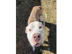 Adopt JOE GOLDBERG a White - with Brown or Chocolate Mixed Breed (Medium) /