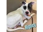 Adopt RIPLEY a White - with Gray or Silver American Pit Bull Terrier / Mixed dog