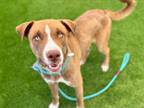 Adopt DUKE a Brown/Chocolate - with White Labrador Retriever / Catahoula Leopard