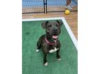 Adopt Sasha a Black American Pit Bull Terrier / Mixed dog in Daytona Beach