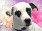 Adopt PEGGY (AKA ANDY) a Black - with White American Pit Bull Terrier / Mixed