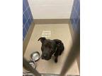 Adopt *TUXEDO a Black - with White American Pit Bull Terrier / Mixed dog in