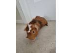 Adopt Spike (fostered in Blair) a Red Guinea Pig small animal in Papillion