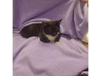 Adopt Althea AKA Oreo 1/6 a Domestic Mediumhair / Mixed (short coat) cat in