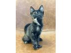 Adopt Chocolate Sundae a Brown or Chocolate (Mostly) Domestic Shorthair (short