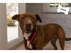 Adopt Bunny a Brown/Chocolate American Pit Bull Terrier / Mixed dog in Daytona