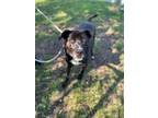 Adopt Stewie a Black Labrador Retriever / Mixed dog in Wantagh, NY (38854523)