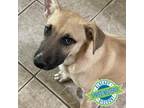 Adopt Sandie a Tan/Yellow/Fawn Mixed Breed (Medium) / Mixed dog in Las Cruces