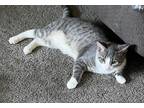 Adopt Schmidt a Gray or Blue (Mostly) Domestic Mediumhair / Mixed (medium coat)