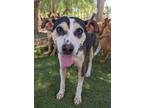 Adopt Tudo a Beagle / Labrador Retriever / Mixed dog in San Diego, CA (38782099)