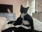 Adopt Seeley Booth a Black & White or Tuxedo Domestic Shorthair / Mixed (short