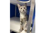 Adopt Taco a Gray or Blue Domestic Shorthair / Domestic Shorthair / Mixed cat in