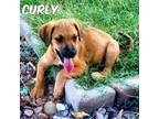 Adopt Curley a Brown/Chocolate Beagle / Mixed dog in Maricopa, AZ (38842176)