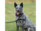 Adopt Fennec a Black Mixed Breed (Medium) / Mixed dog in Ponderay, ID (38772910)