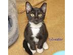 Adopt Kittens!, Kittens!, Kittens! a Black & White or Tuxedo Domestic Shorthair