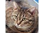 Adopt Arrietty a Brown or Chocolate Domestic Shorthair / Domestic Shorthair /