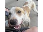 Adopt Marlee a White - with Tan, Yellow or Fawn Mixed Breed (Medium) / Mixed dog