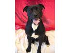 Adopt Zeus 2 a Black Mixed Breed (Large) / Mixed dog in Fallston, MD (38552660)