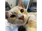 Adopt Alex a Orange or Red Domestic Shorthair / Mixed cat in Buffalo