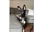 Adopt Thor a Black - with White Border Collie / Mixed Breed (Medium) / Mixed dog