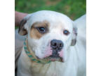 Adopt Bruce a White Mastiff / Boxer / Mixed dog in Greenwood, SC (38767098)