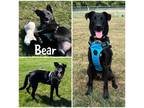 Adopt Bear a Black Australian Shepherd / Mixed dog in Crawfordsville