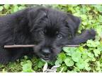 Adopt Jinks a Black Terrier (Unknown Type, Medium) / Labrador Retriever / Mixed