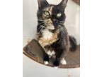 Adopt Skittles a All Black Domestic Shorthair / Domestic Shorthair / Mixed cat