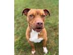 Adopt Clark a Brown/Chocolate American Pit Bull Terrier / Mixed dog in Xenia