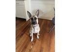Adopt Zuzu a Brown/Chocolate German Shepherd Dog / Mixed dog in Fort Worth
