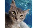 Adopt Treeger a Gray, Blue or Silver Tabby Domestic Shorthair (short coat) cat