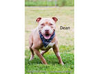 Adopt Dean a Tan/Yellow/Fawn Terrier (Unknown Type, Small) / Mixed dog in Cedar