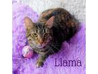 Adopt Llama a Brown Tabby Domestic Shorthair (short coat) cat in Greensburg