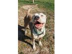 Adopt Minerva a Tan/Yellow/Fawn American Pit Bull Terrier / Mixed dog in