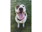 Adopt Athena a White American Pit Bull Terrier / Mixed dog in Gulfport