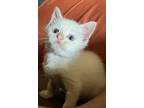 Adopt Mugatu a White Domestic Shorthair cat in Poplar Grove, IL (38602378)