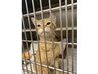 Adopt 53860481 a Orange or Red Domestic Shorthair / Domestic Shorthair / Mixed