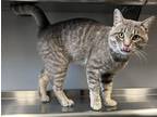Adopt Gunnar a Gray or Blue Domestic Shorthair / Domestic Shorthair / Mixed cat
