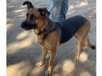 Adopt Willow a Black - with Tan, Yellow or Fawn German Shepherd Dog / Mixed dog